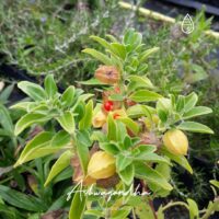 Ashwagandha, o ginseng indiano