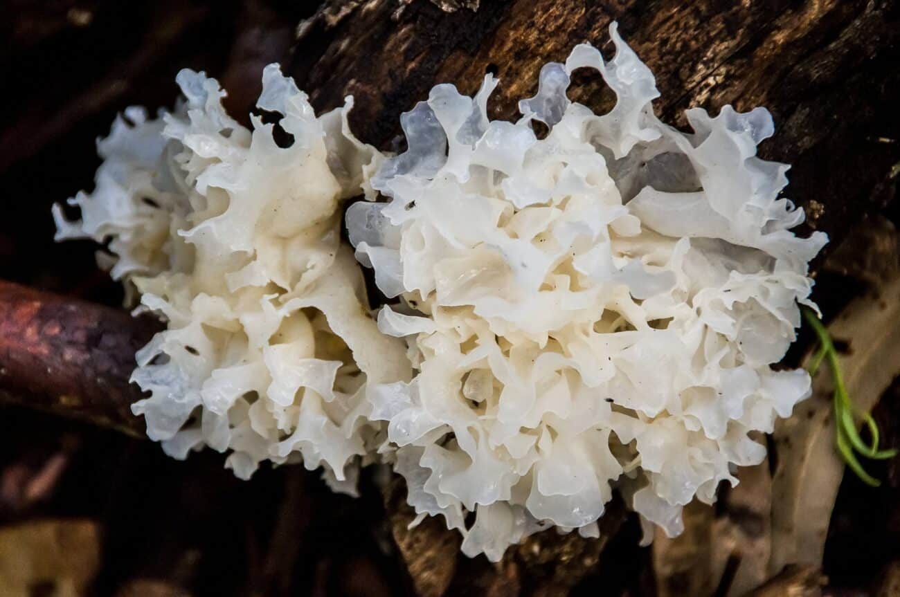 Extracto de Tremella Nutera 30ml — dupla extracção, corpo de frutificação