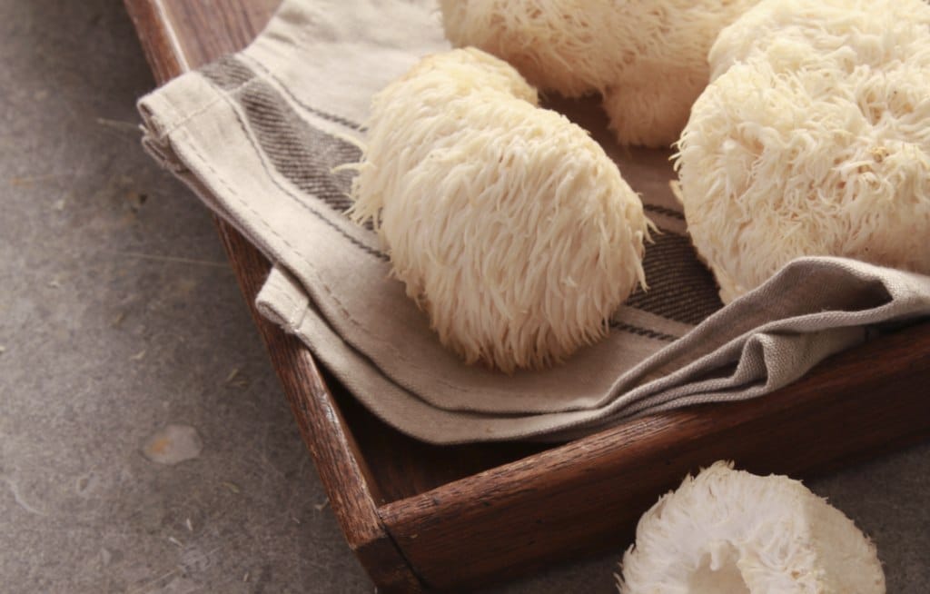 Lion's Mane: para que serve e como funciona no cérebro.