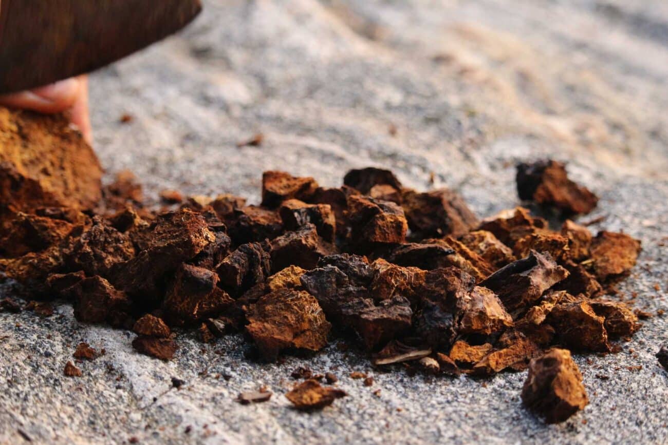 O Chaga é o cogumelo funcional com maior capacidade antioxidante. O que a ciência diz, para que serve na prática e o que ver num extracto de qualidade.