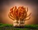 O Cordyceps é o cogumelo funcional mais associado a energia e resistência física — e também o que tem mais problemas de adulteração no mercado. O mecanismo por trás dos resultados, o que a investigação em humanos confirma, e o que verificar antes de comprar.