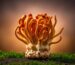 O Cordyceps é o cogumelo funcional mais associado a energia e resistência física — e também o que tem mais problemas de adulteração no mercado. O mecanismo por trás dos resultados, o que a investigação em humanos confirma, e o que verificar antes de comprar.