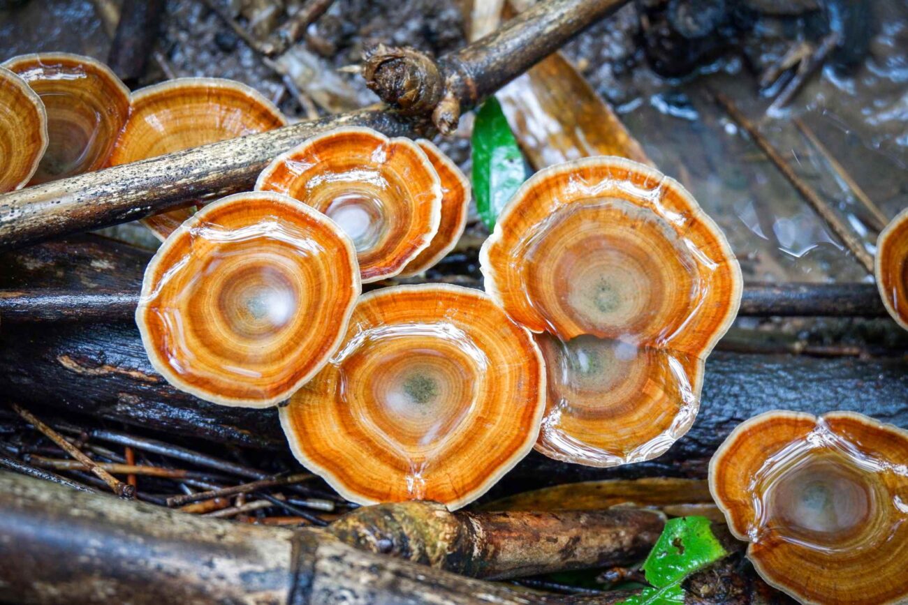 O Reishi tem dois mil anos de história e investigação publicada por trás. O que a ciência confirma sobre imunidade e sono, e o que importa num extracto de qualidade.