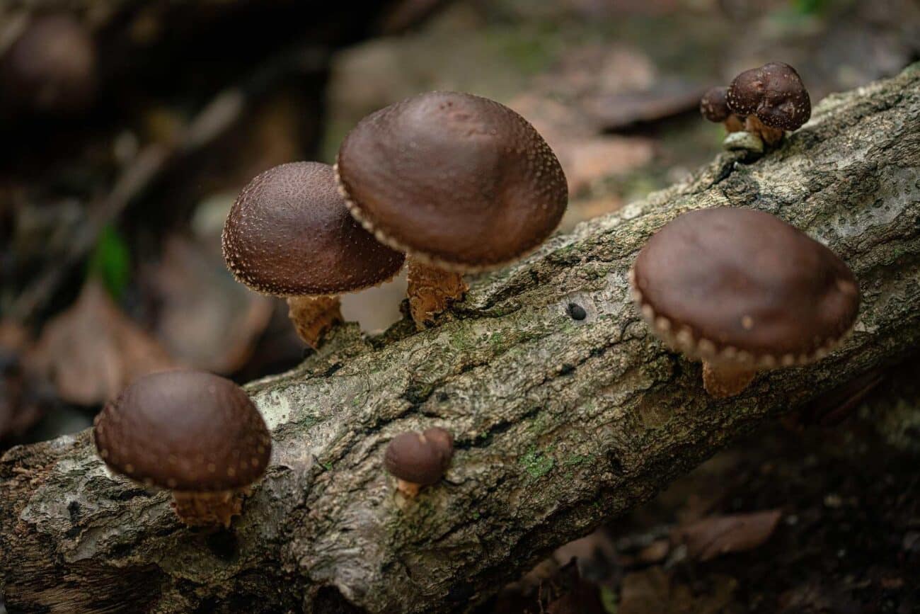 O Shiitake tem o composto funcional mais validado clinicamente desta gama. Lentinano, AHCC, colesterol e imunidade — o que a ciência confirma na prática.