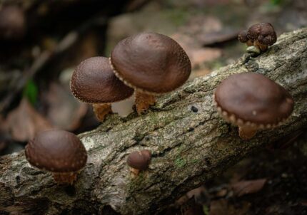 O Shiitake tem o composto funcional mais validado clinicamente desta gama. Lentinano, AHCC, colesterol e imunidade — o que a ciência confirma na prática.