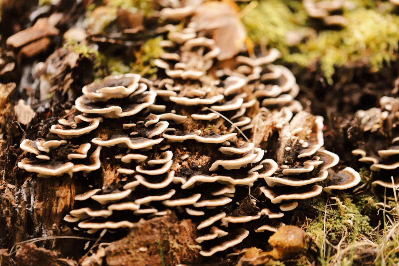 O Turkey Tail tem o composto medicinal mais estudado desta categoria — PSK, aprovado no Japão como medicamento desde 1977. O que isso significa para um suplemento.